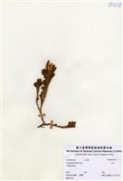 藏品(玉柏)的圖片